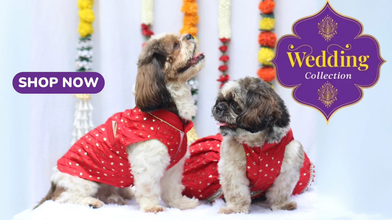 Pamper Your Pets With Pawgy
